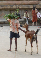 Boy with a goat, Mysore