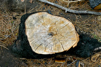 Stump, in color.