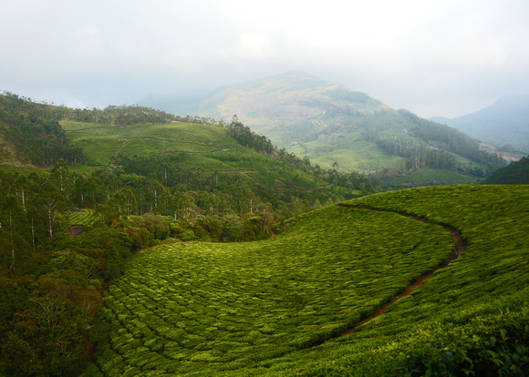 Tea plantations at Munar