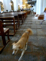 Dog leaving mass