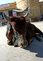 Bull in front of the Bhang Shop