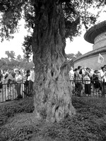 Ancient tree in the Temple of Heaven Park
