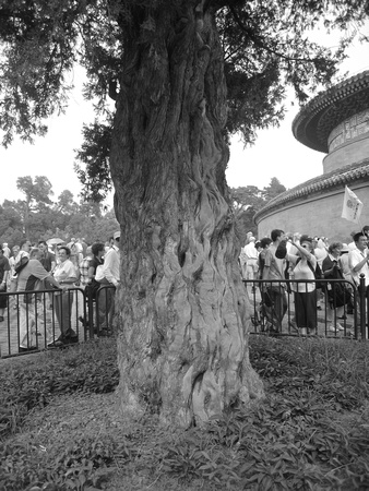 Ancient tree in the Temple of Heaven Park