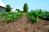 Corn saplings