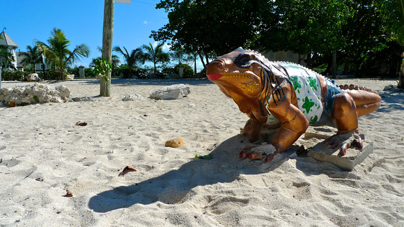 Caymanian Lizard