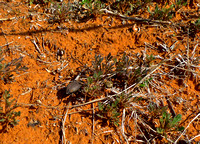 Bugs in orange dirt
