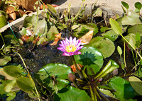 A lili pond