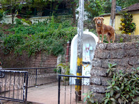 Panjim: Shrine guard dog