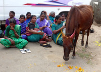 Bus tour group and a cow, Mysore
