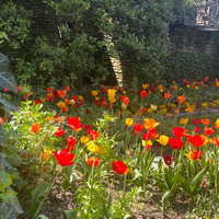 Dumbarton Garden