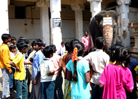 Kids ammusing the temple elephant