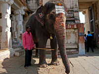 The temple elephant