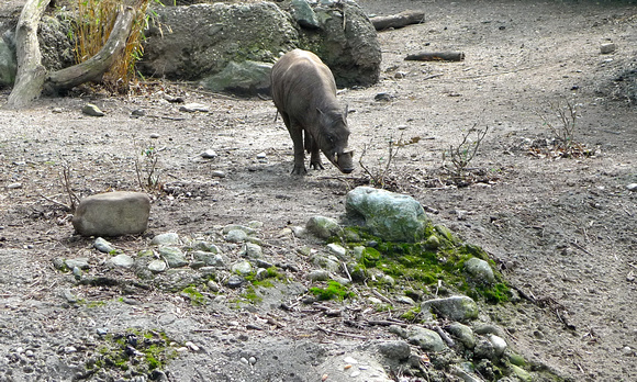 Three-tusked Malaysian babirusa