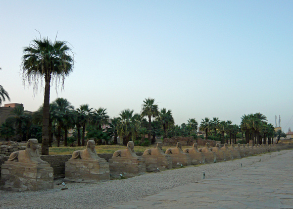 Sphinxes lining the Road to Karnak, some 3 km away