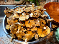 Mushrooming in Montara