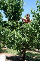 Cherry picking in Brentwood, Jun 2006