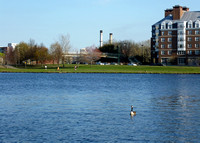 Spring on the Charles, Apr 2008