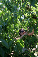 Cherry picking in Brentwood, Jun 2006