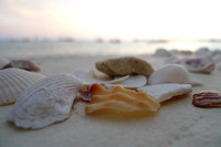 Still life with shells #1