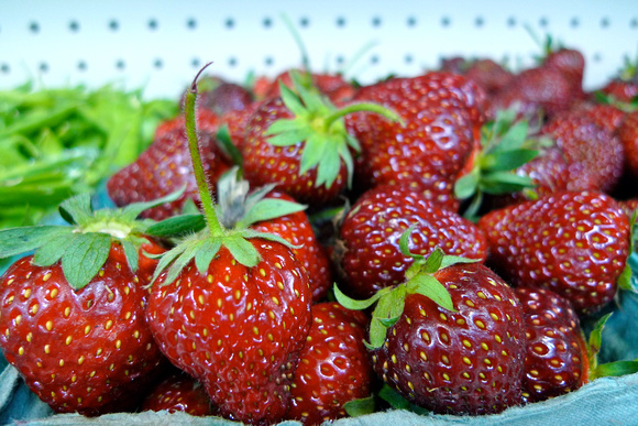 Manure-fertisized hand-picked strawberries