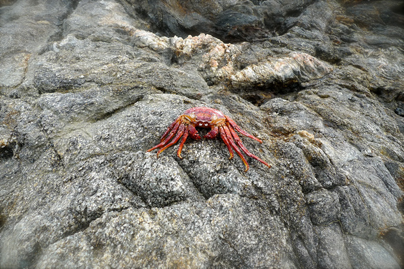 Crab see me