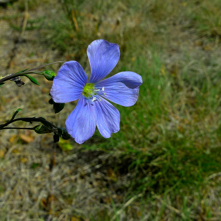 The short-lived linen flower.
