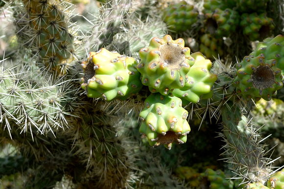 Cacti at Tuzigoot