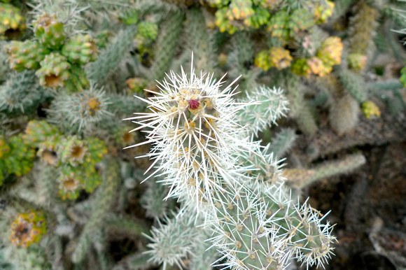 Cacti at Tuzigoot