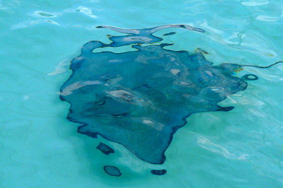 Swimming with Sting Rays