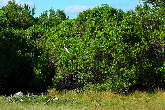 Egret in the tree