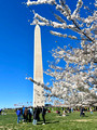 Biking to Blooms: Tidal Basin and the W