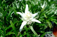 First siting of the edelweiss