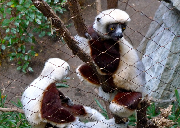 The world of chilled-out lemurs, the coquerel's sifakas