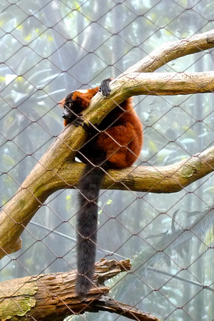 The world of chilled-out lemurs, the red-ruffed lemur