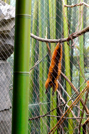 The world of chilled-out lemurs, the red-ruffed lemur