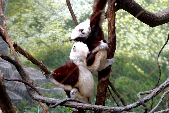 The world of chilled-out lemurs, the coquerel's sifakas