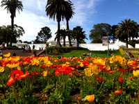 Poppies, Mar 2013