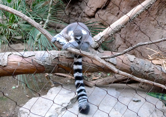 The world of chilled-out lemurs, the ring-tailed lemur in Paschimottanasana pose