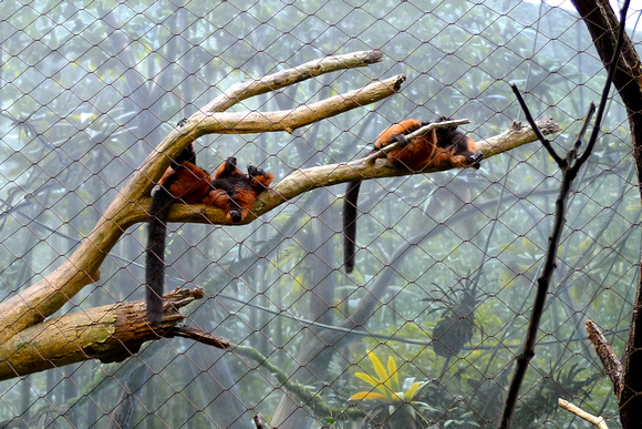 The world of chilled-out lemurs, the red-ruffed lemurs