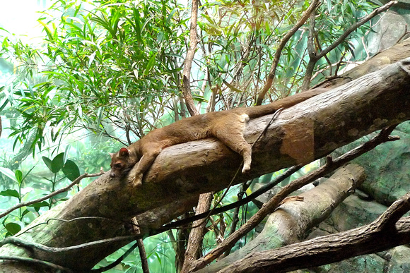 And a fearsome neighbor, Madagascar's top predator, the fossa.