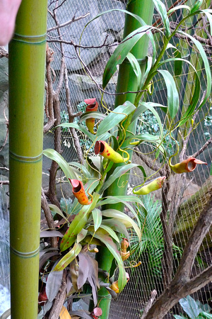 Insect-eating pitcher plant