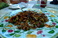 Wild Mushrooms in Northern Catalunya